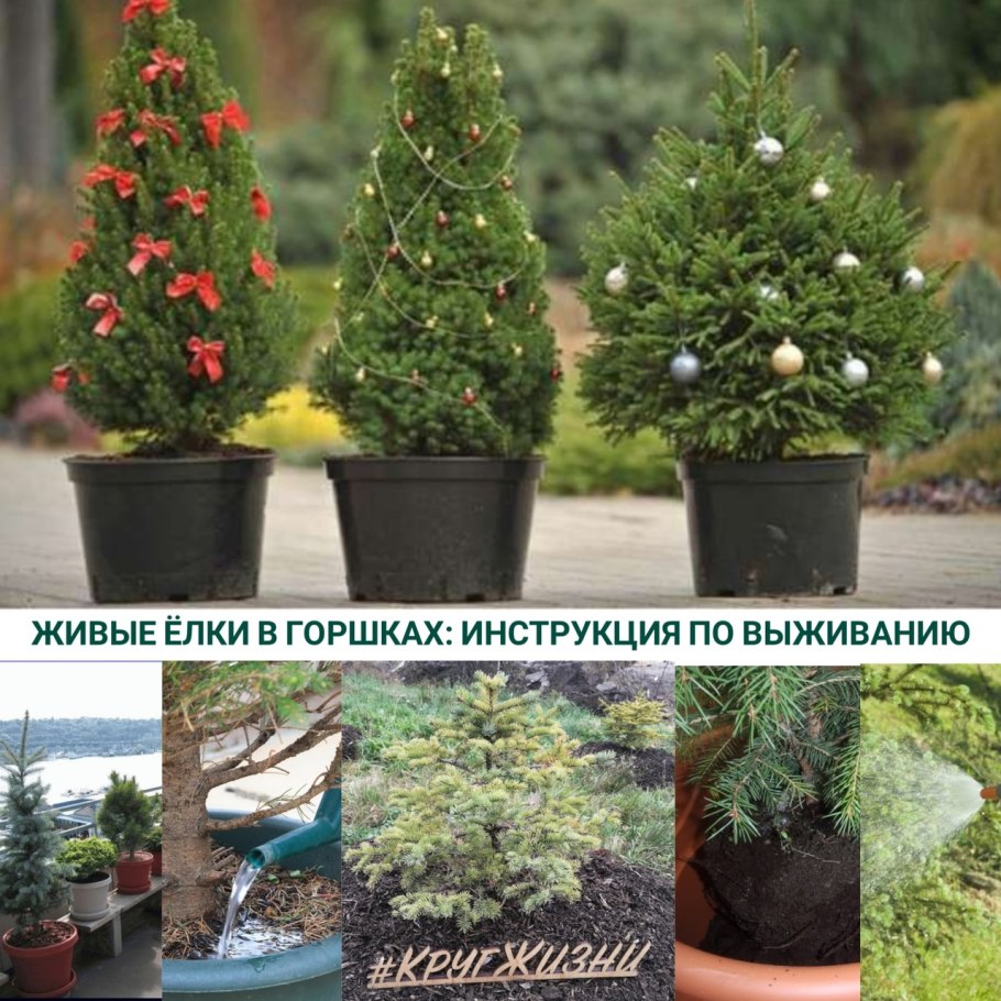 Саженцы ель канадская Коника