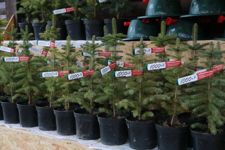 Пихта Сибирская в питомнике