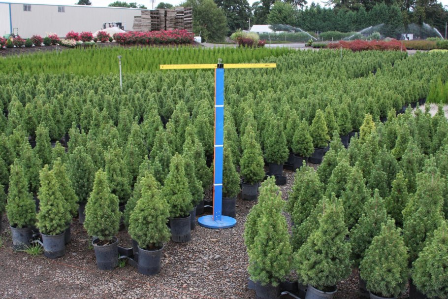 Picea glauca Pardubice