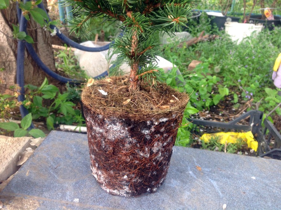 Елка в вазоне