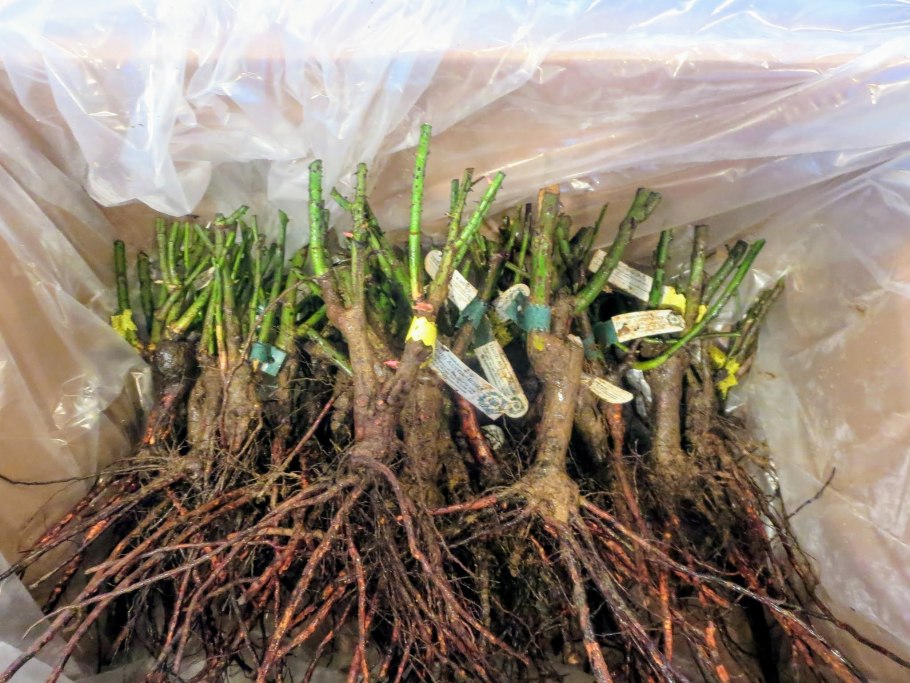 Что сажать с туями Смарагд