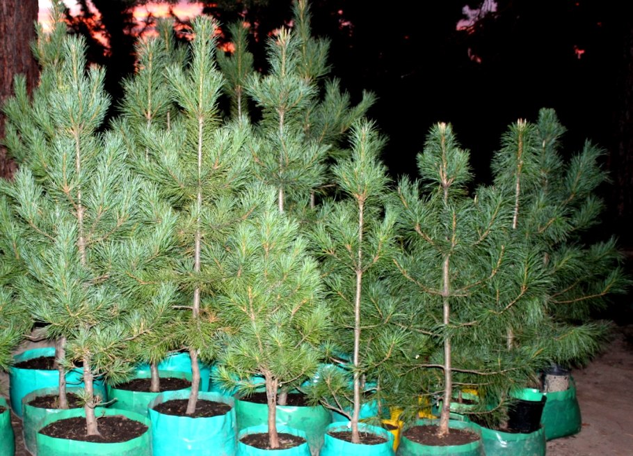 Полив елки в горшке