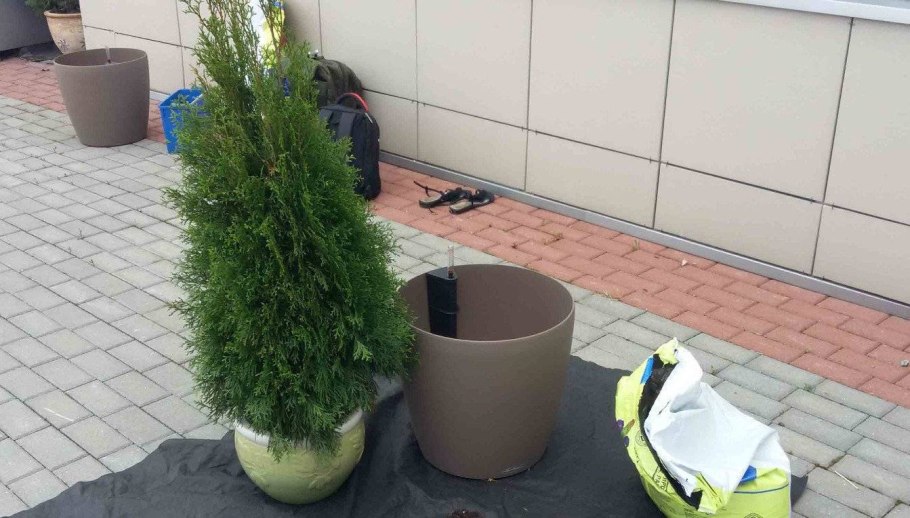 Мульчирование туи Смарагд