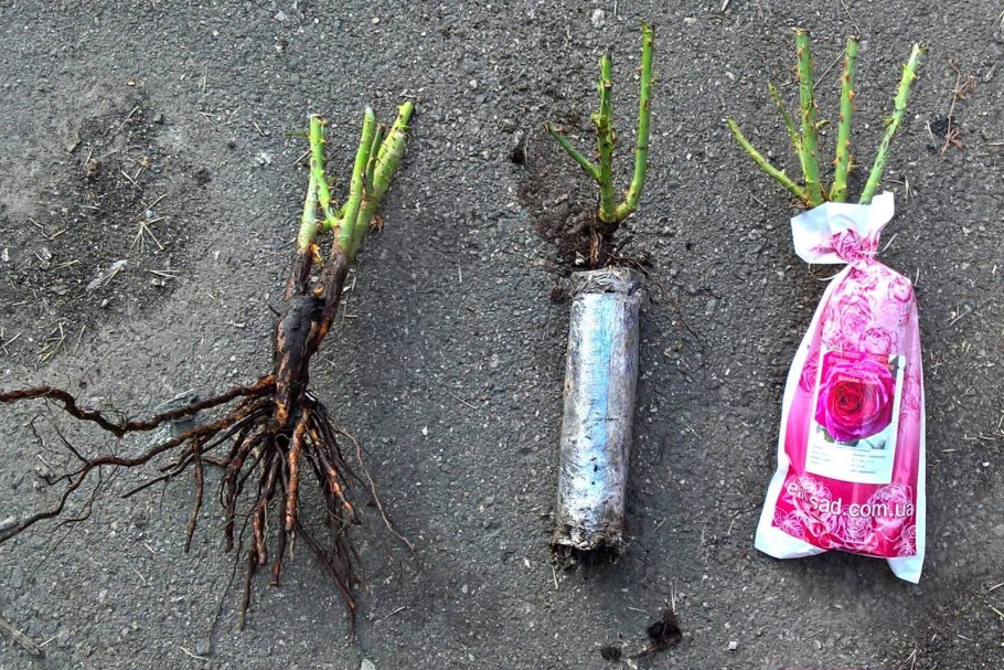 Можжевельник казацкий черенок