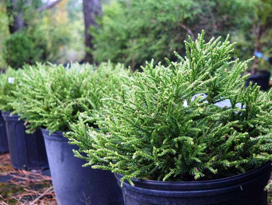 Ель обыкновенная сеянец