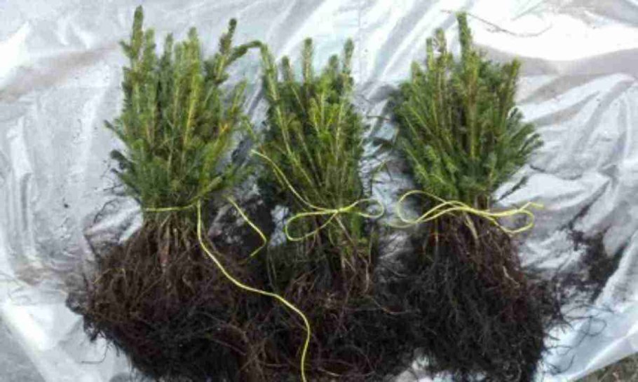 Туя колоновидная Западная Смарагд