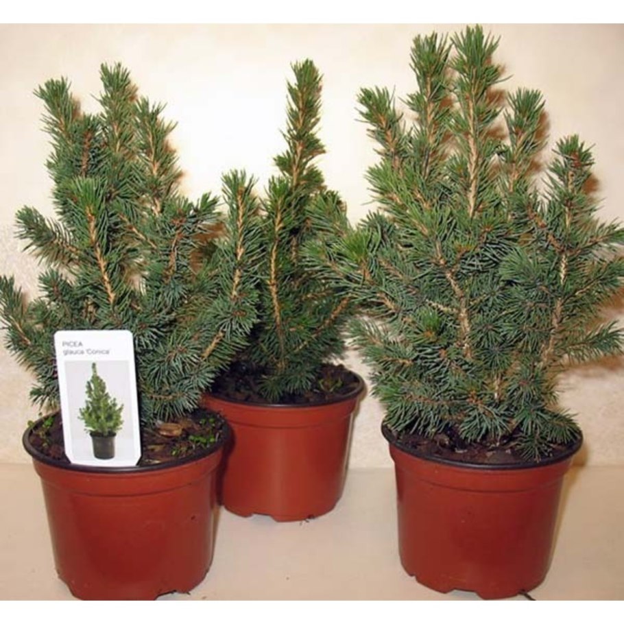 Ель Коника саженец