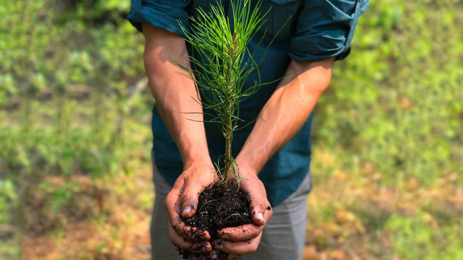 Семя сосны Веймутова семена сосны обыкновенной