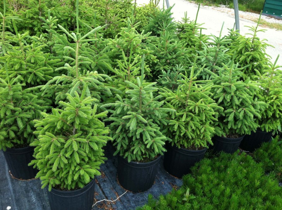 Высаживаем саженцы