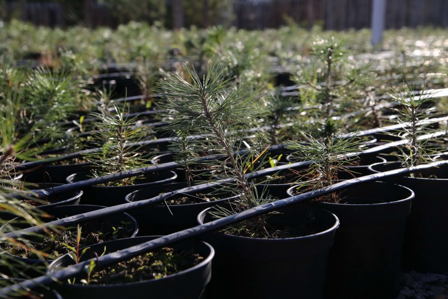 Ель обыкновенная Элеганс