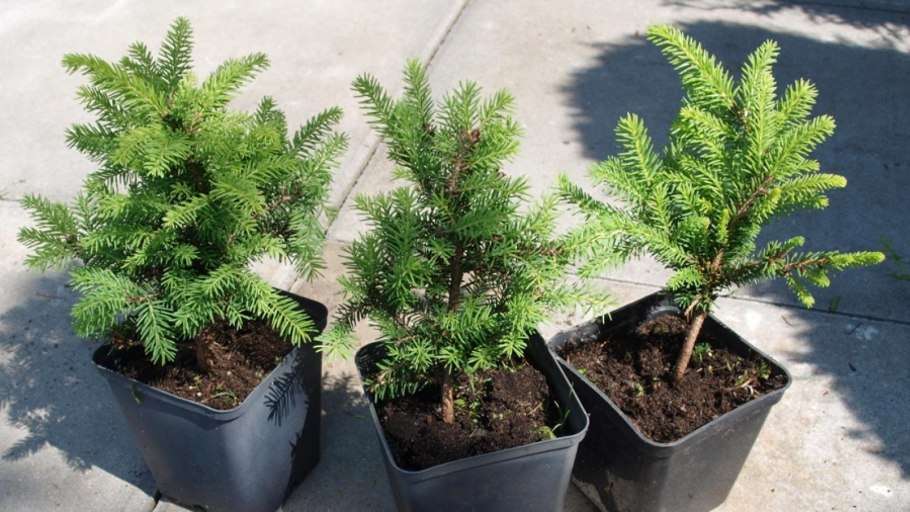 Ель канадская Коника децембр