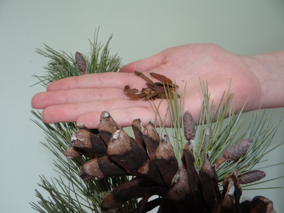 Саженцы голубой ели