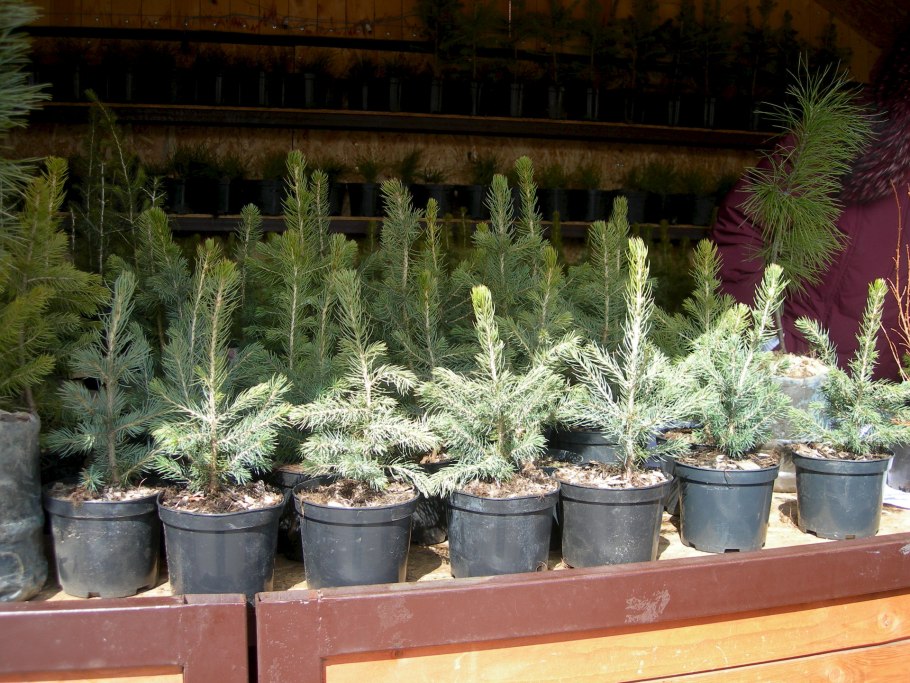 ЗКС сосны обыкновенной