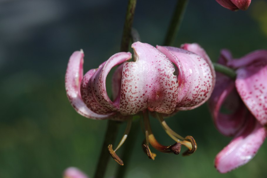 Лилия саранка рисунок