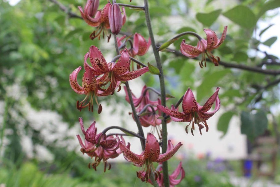 Лилия карликовая (Lilium pumilum)