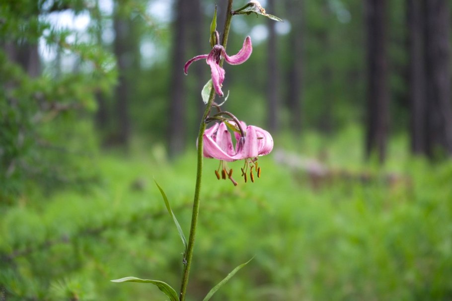 Лилия мартагон Chameleon (хамелеон)