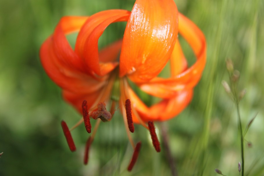 Лилия мартагон Гвинея Уайт