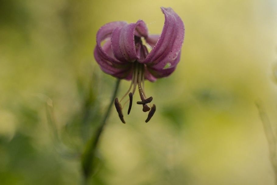 Лилия мартагон Гвинея Уайт