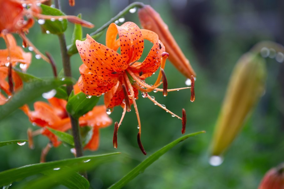 Цветок Лилия кудреватая