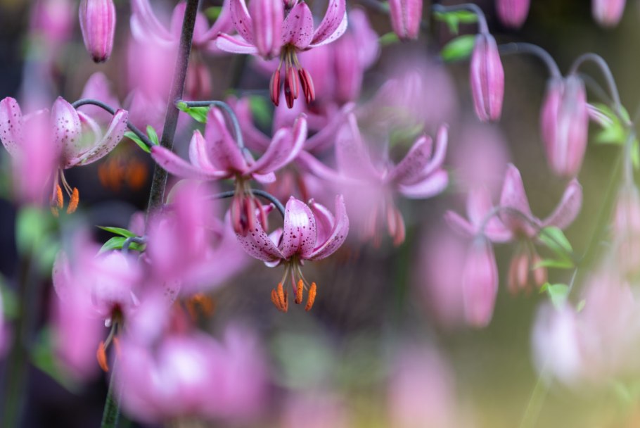 Саранка Лесная корень