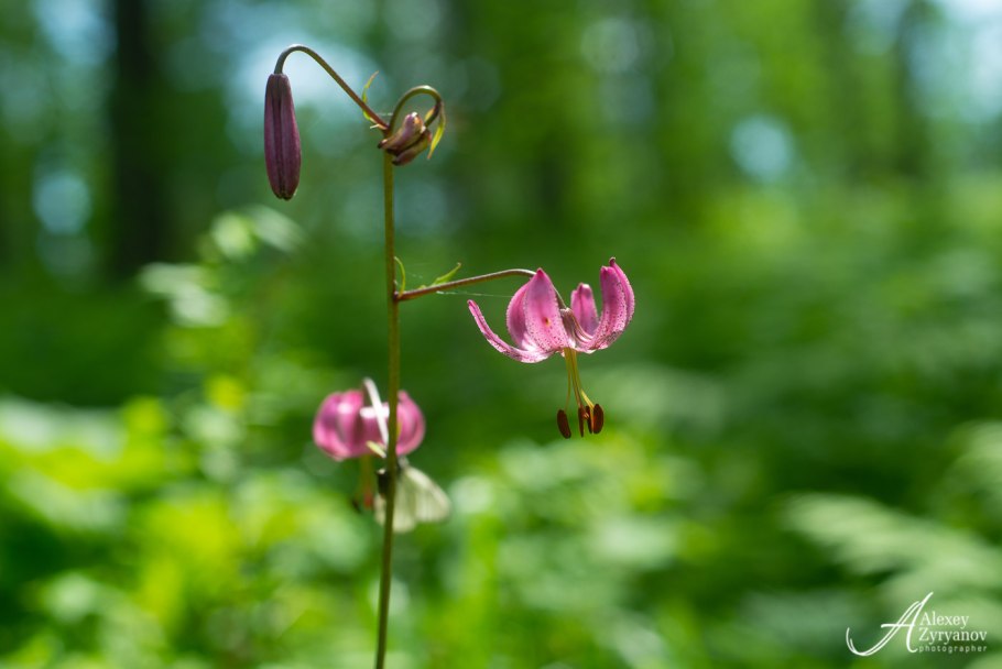 Лилия кудреватая саранка