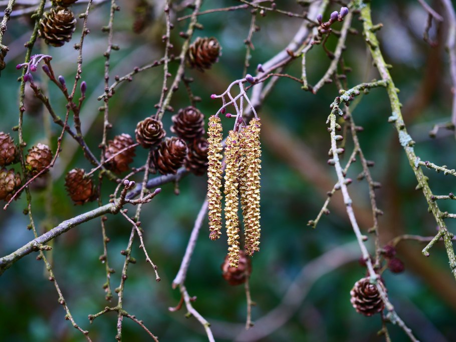Ольха Сибирская дерево