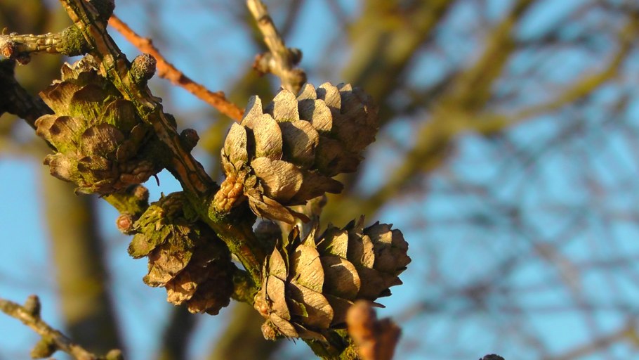 Лиственница Кедровая сосна шишки