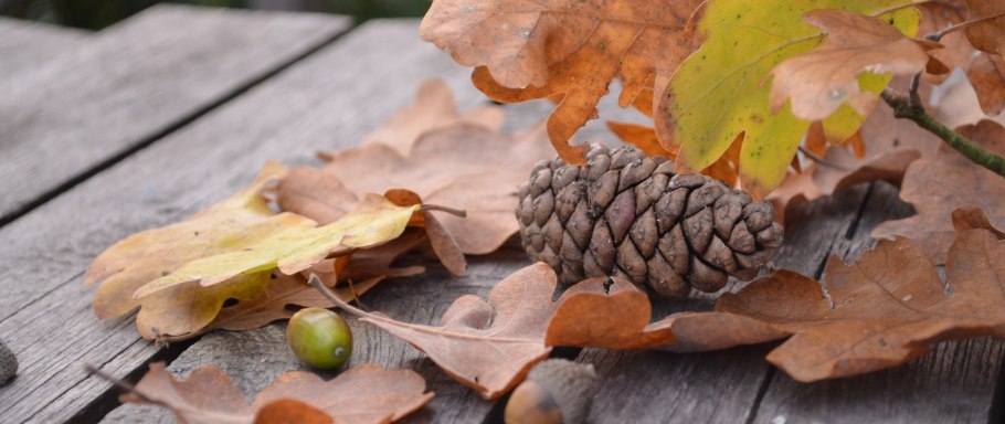 Шишки осенью