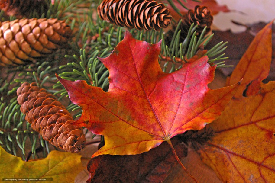 Пихта Кедровая хвоинки