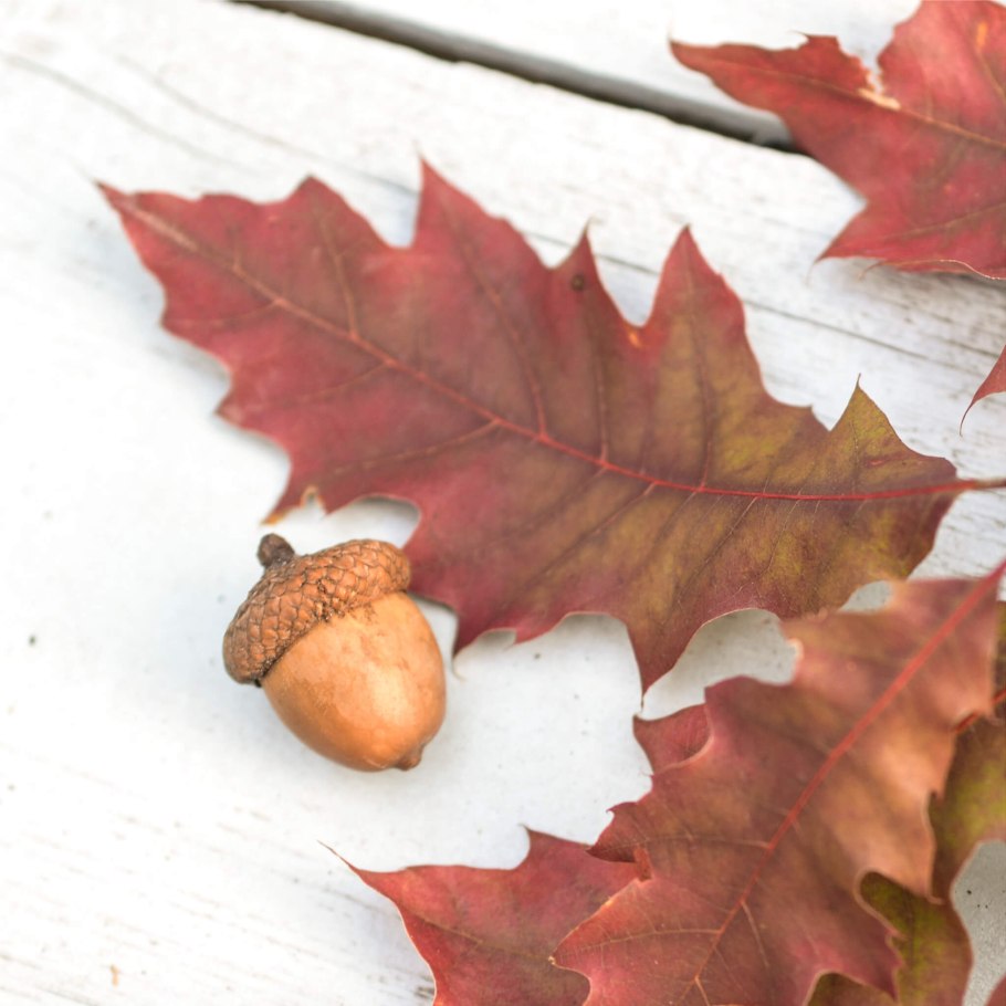 Поделки из желудей и листьев