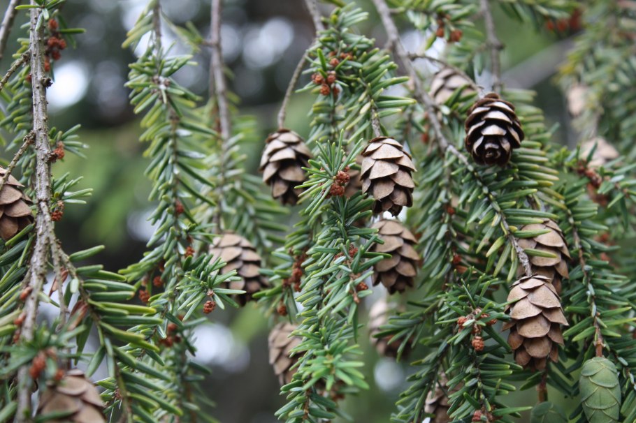 Платан дерево плоды