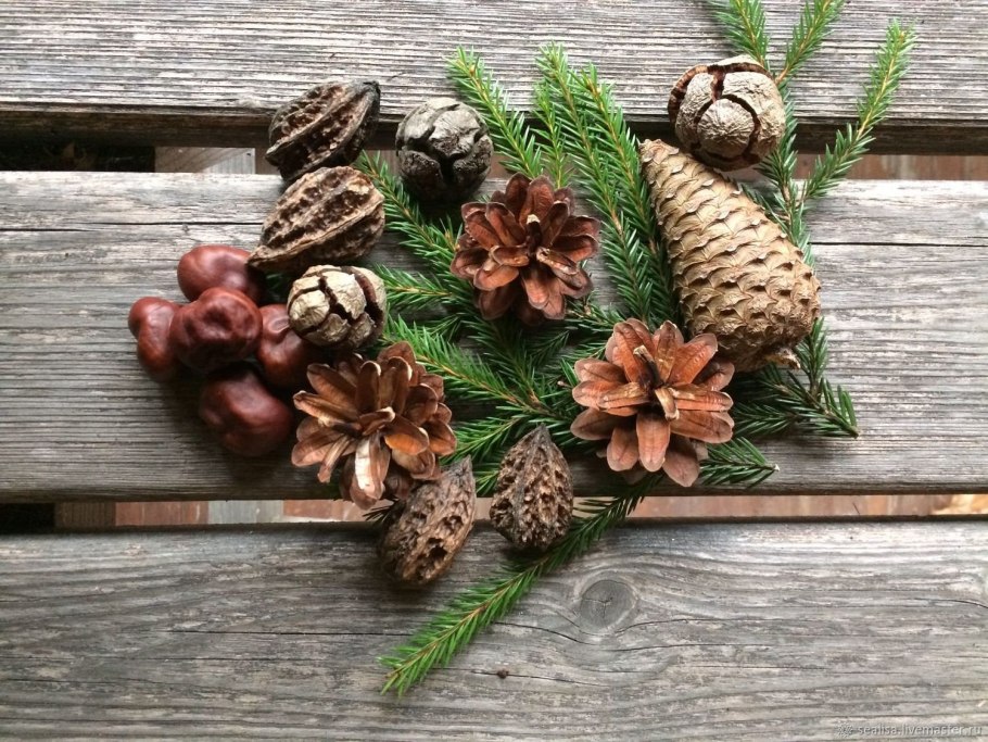 Каштан плод Желудь