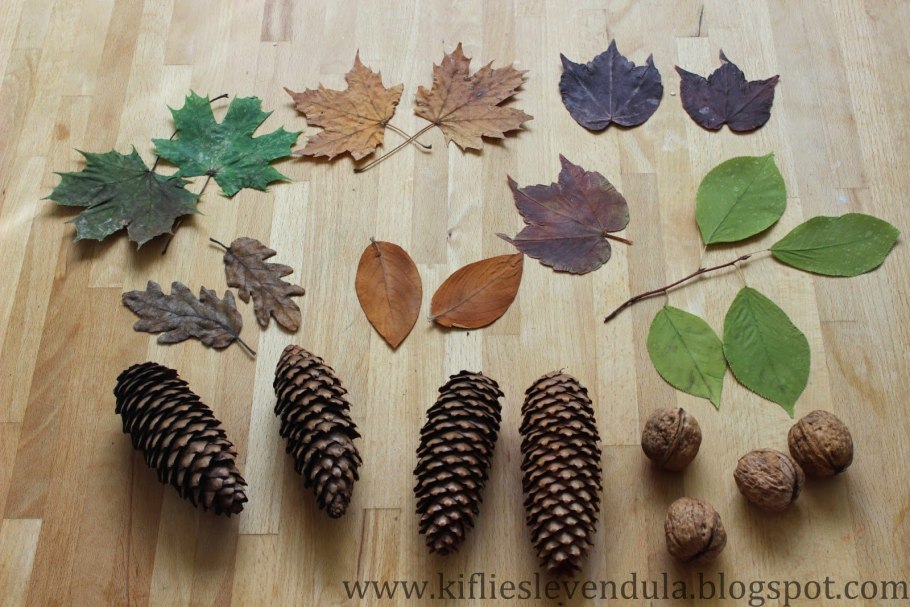 Шишка с побегом у лиственницы