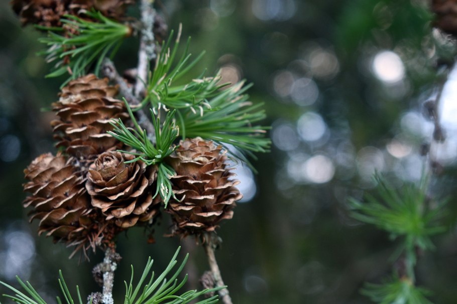 Плоды лиственницы