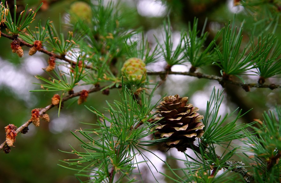 Лиственница польская