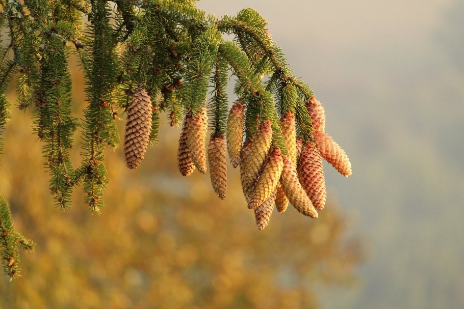 Листья шишки