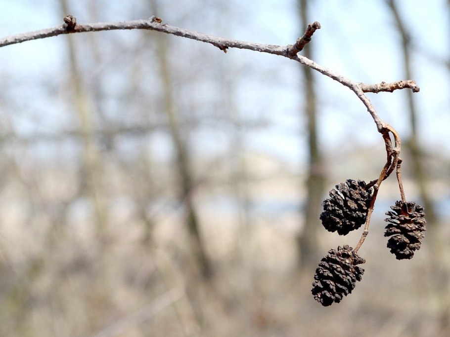 Лиственница Сукачева шишки