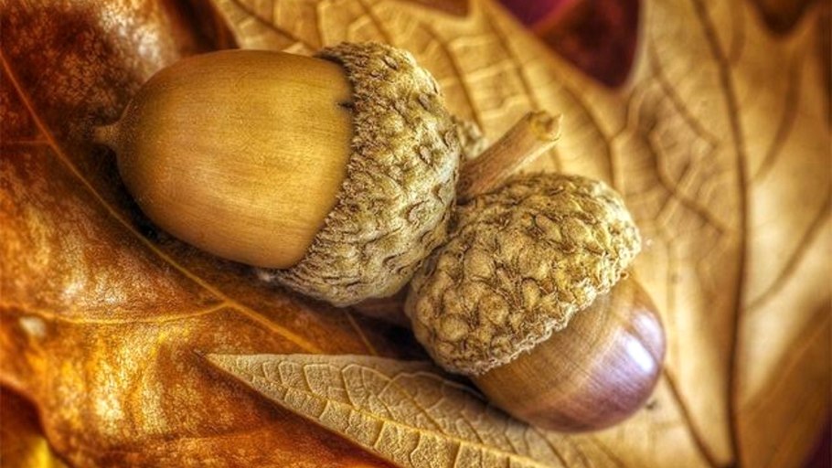 Лиственница Чекановского