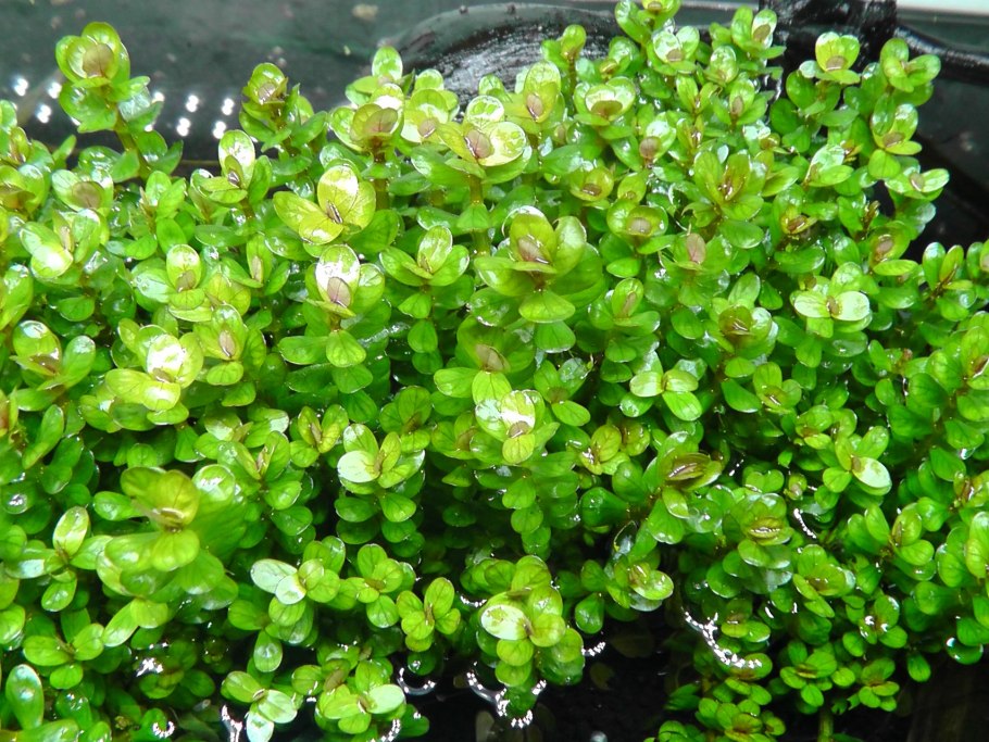 Аммания "бонсай" (Ammania SP. "Bonsai") меристема