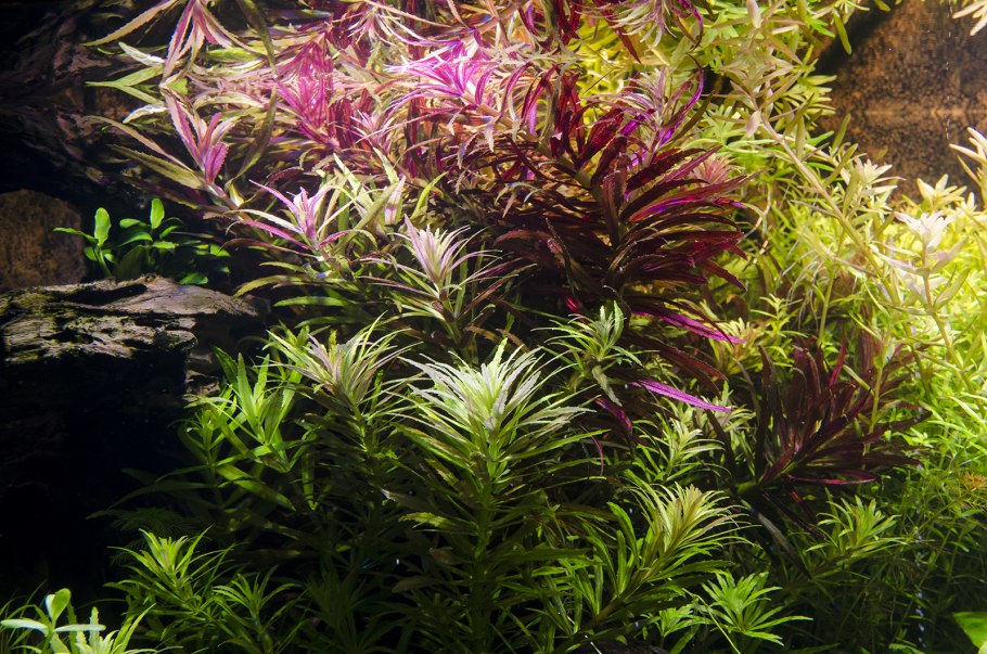 Аммания бонсай аквариумное растение