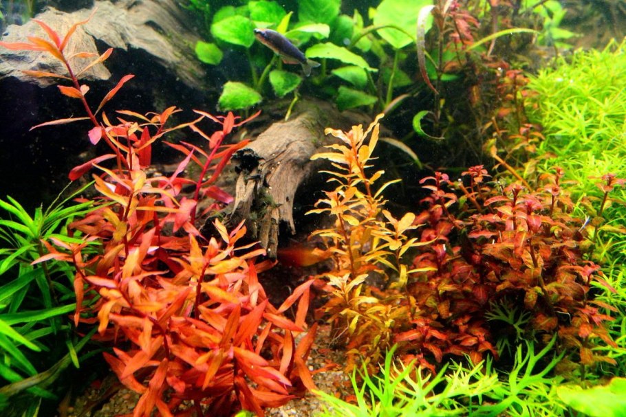 Ротала макрандра красная