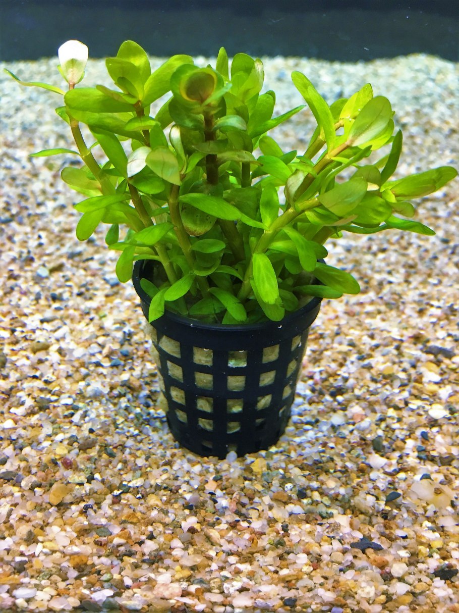 Ротала Флорида