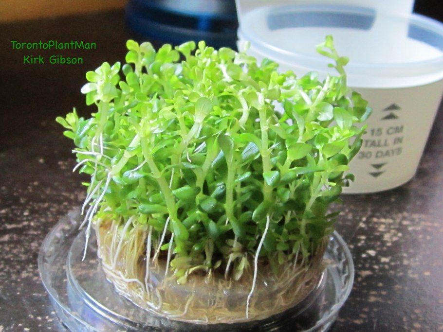 Сенегал аквариумное растение