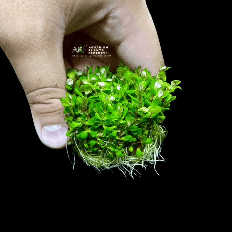 Аммания бонсай (меристемная)