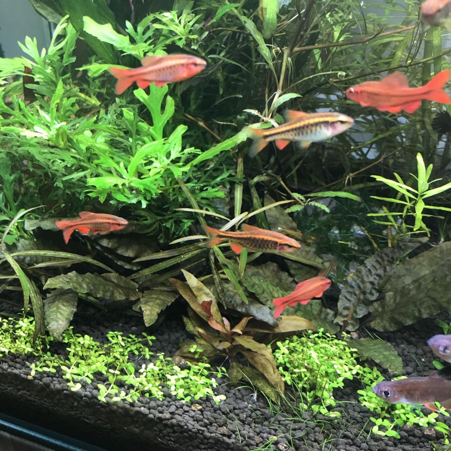 Ротала бонсай