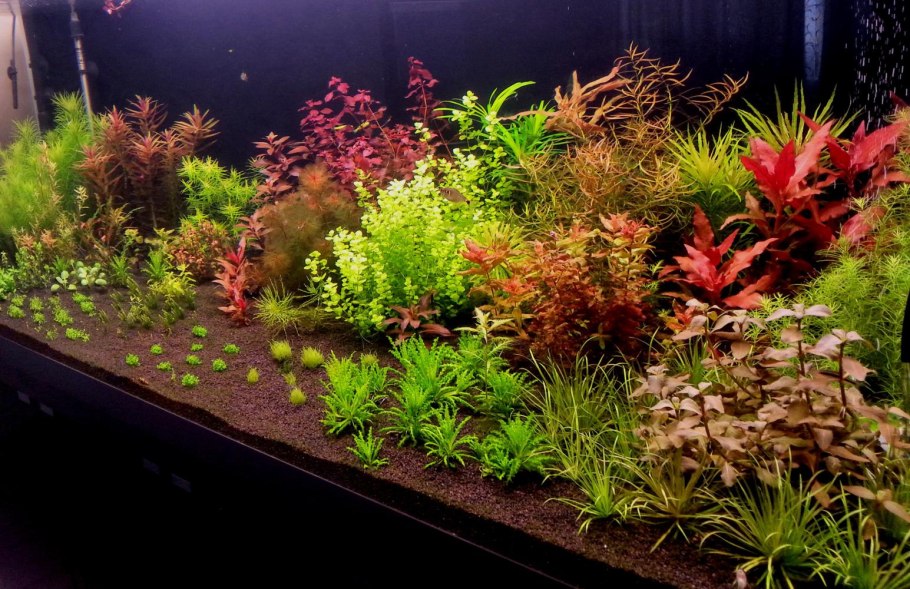 Аммания "бонсай" (Ammania SP. "Bonsai") меристема