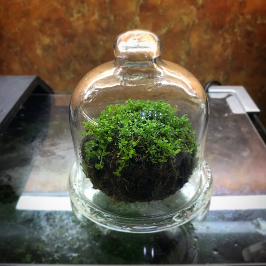 Ротала Индика Rotala Indica