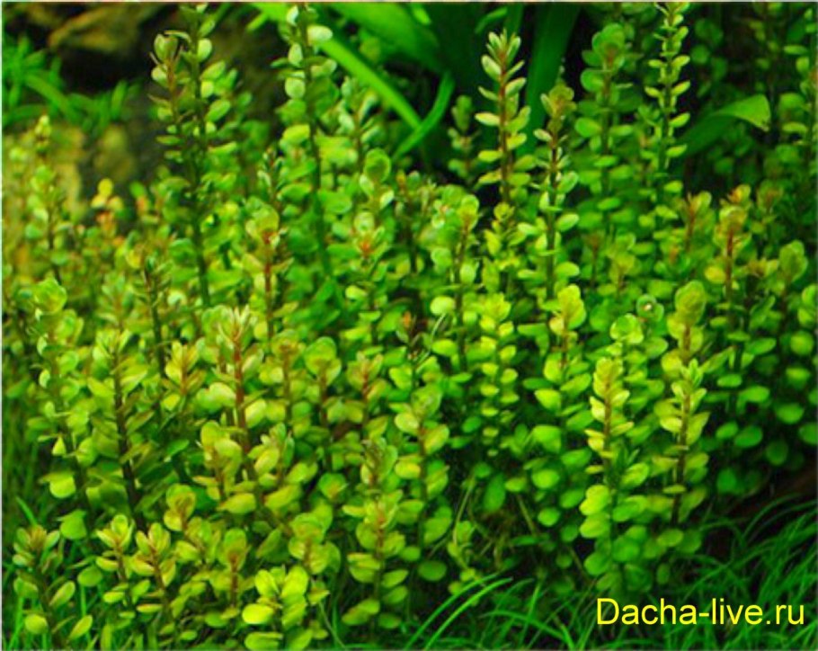 Барбус вишневый