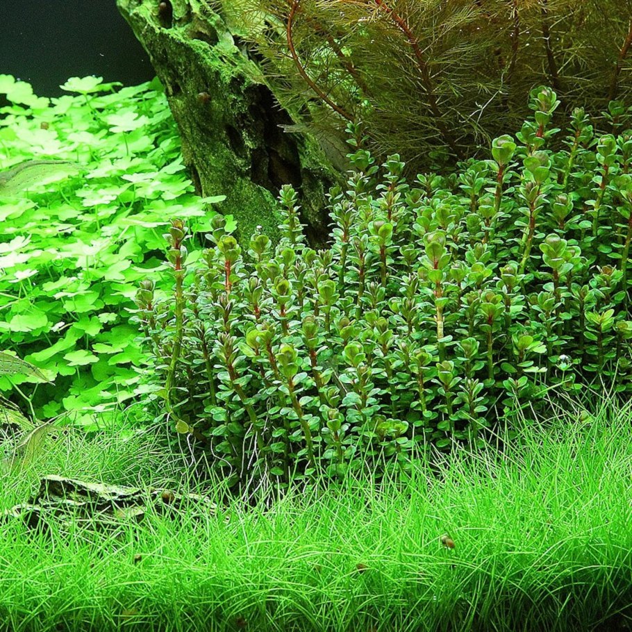 Ротала Наньеншан Rotala Nanjenshan