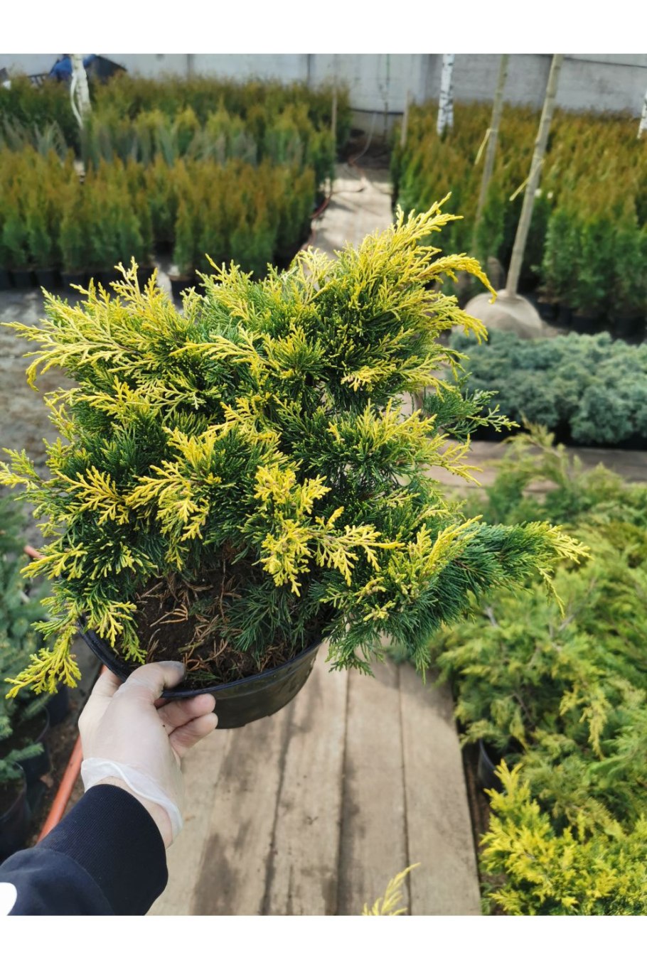 Можжевельник Еллоу сапфир